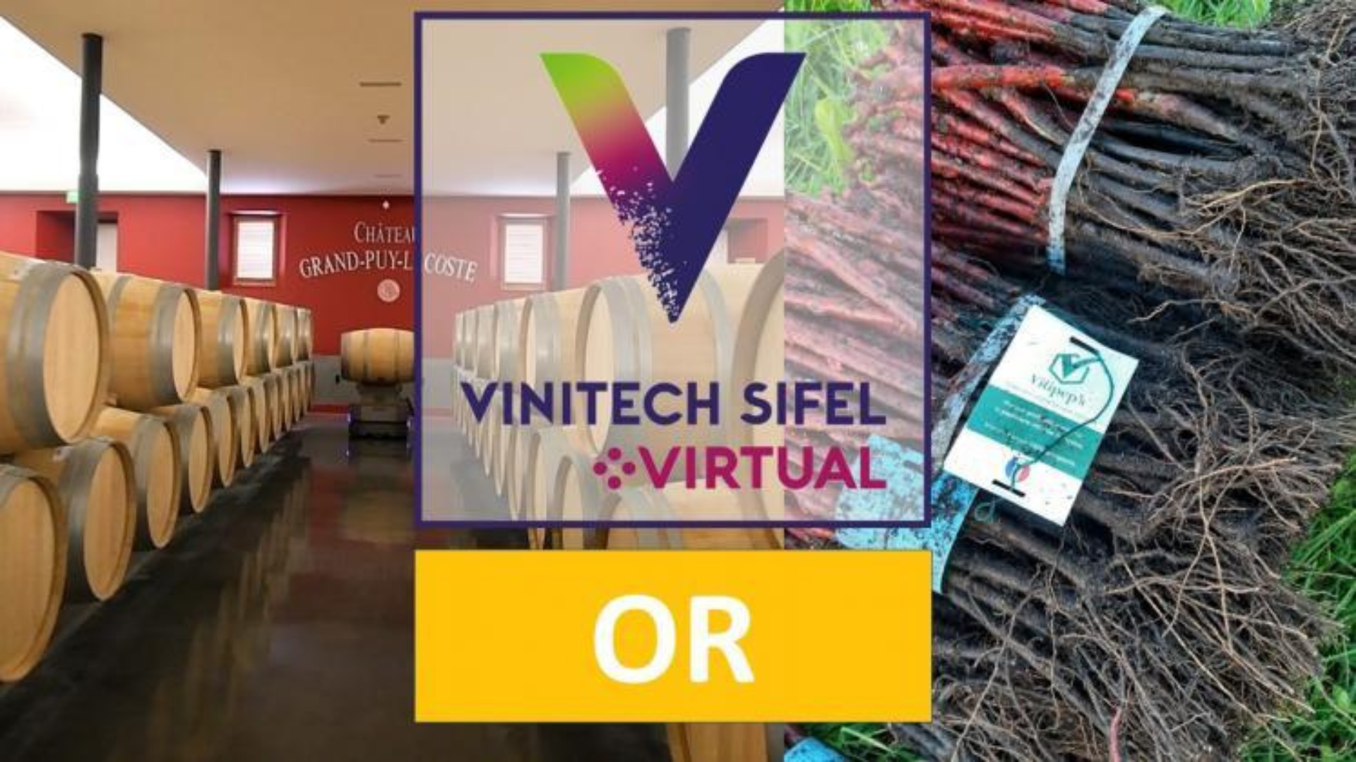 Vitipep’s remporte le trophée OR de l’Innovation Vinitech-Sifel 2020