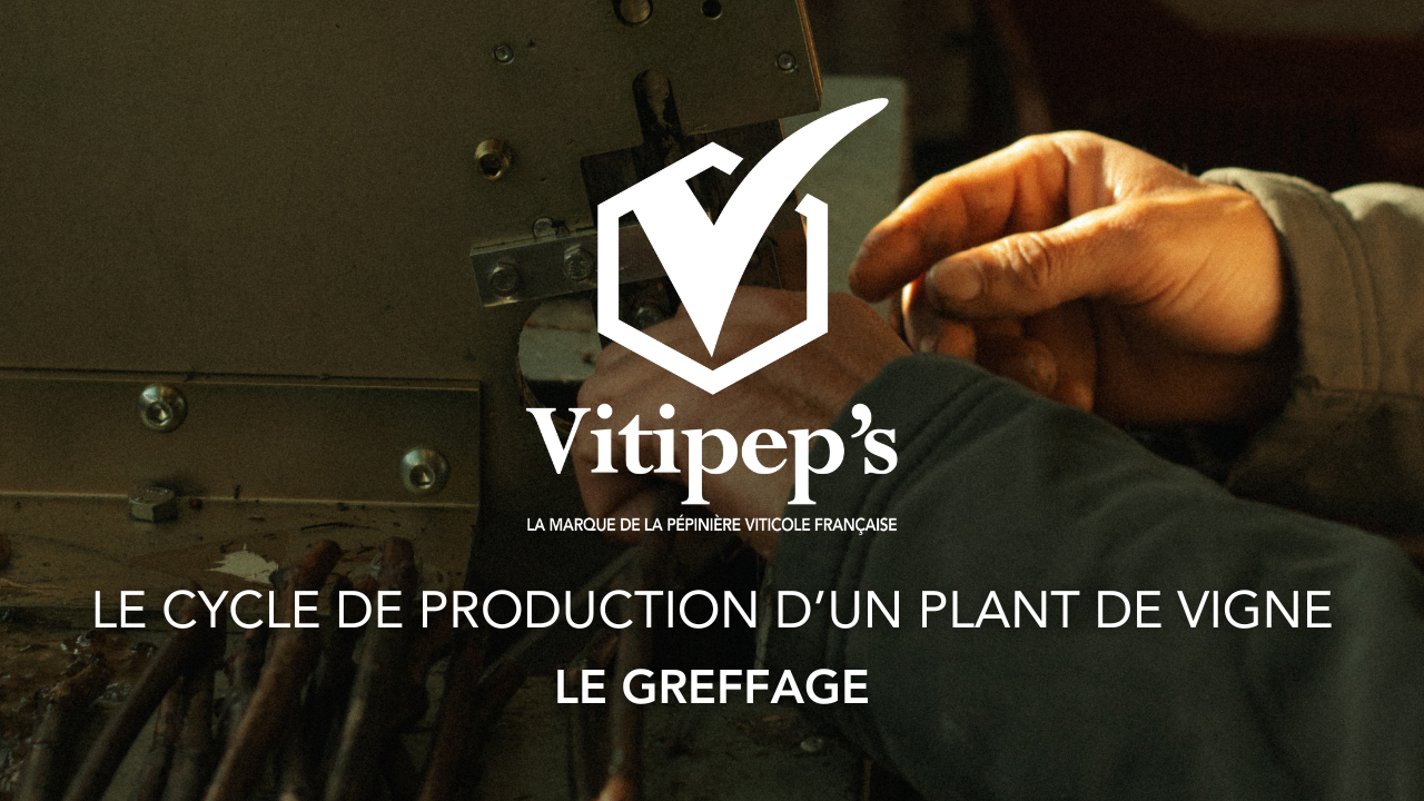 🌱 COMMENT EST PRODUIT UN PLANT DE VIGNE ? PARTIE 3🌱 Le grand moment du greffage a sonné pour la pépinière viticole ! Découvrez comment les pépiniéristes transforment 2 bouts de bois en futur plant de vigne ! Abonnez-vous à notre page Youtube pour ne pas manquer notre prochaine vidéo : la plantation ! Retrouvez nos 350 adhérents sur vitipeps.fr Toute l'actualité de la pépinière viticole Française sur nos réseaux sociaux @vitipeps